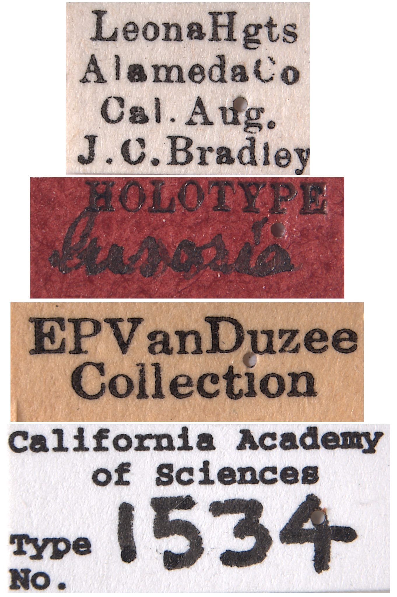 Erythroneura lusoria image