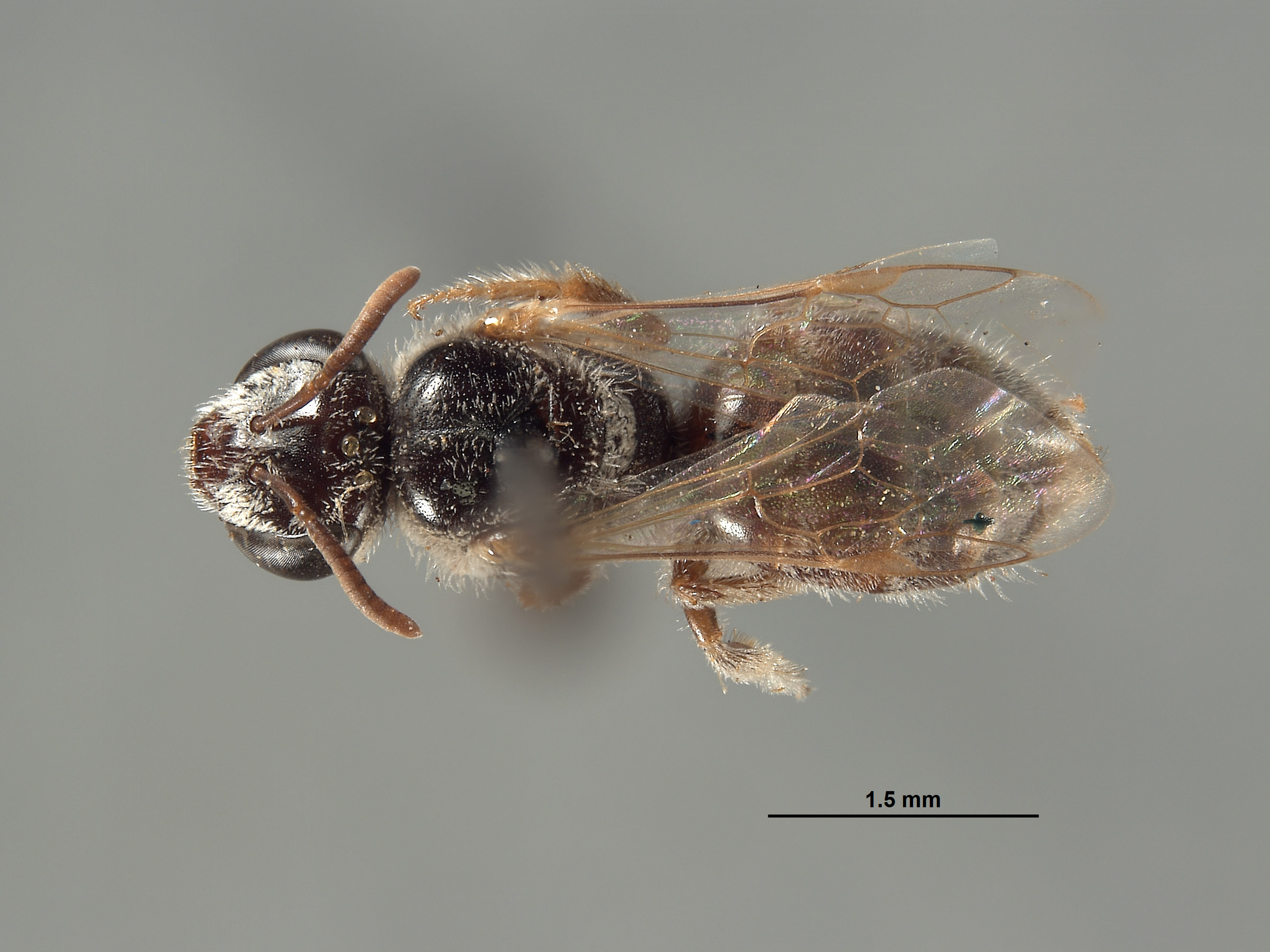 Halictus vanduzeei image