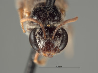 Image of Halictus vanduzeei