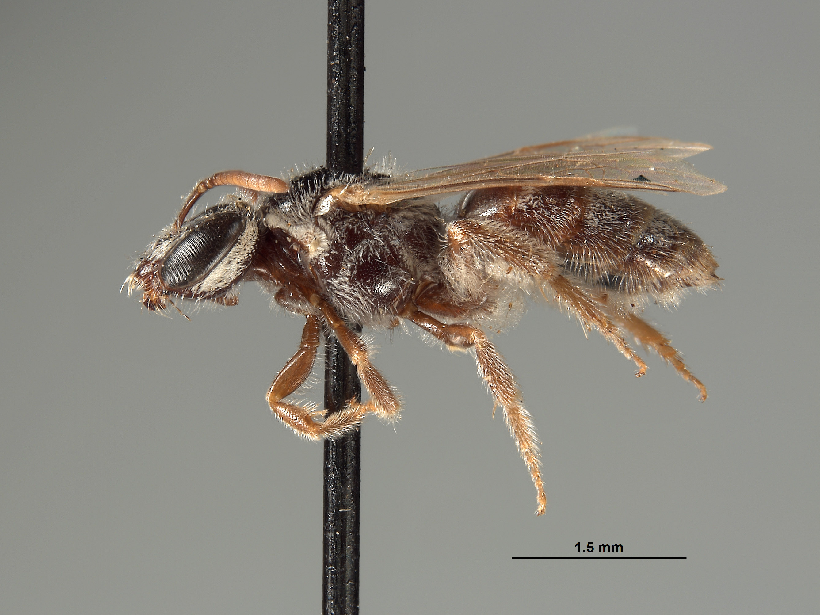 Halictus vanduzeei image
