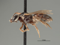 Halictus vanduzeei image