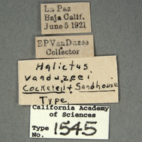 Halictus vanduzeei image