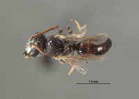 Image of Halictus chionocephalus