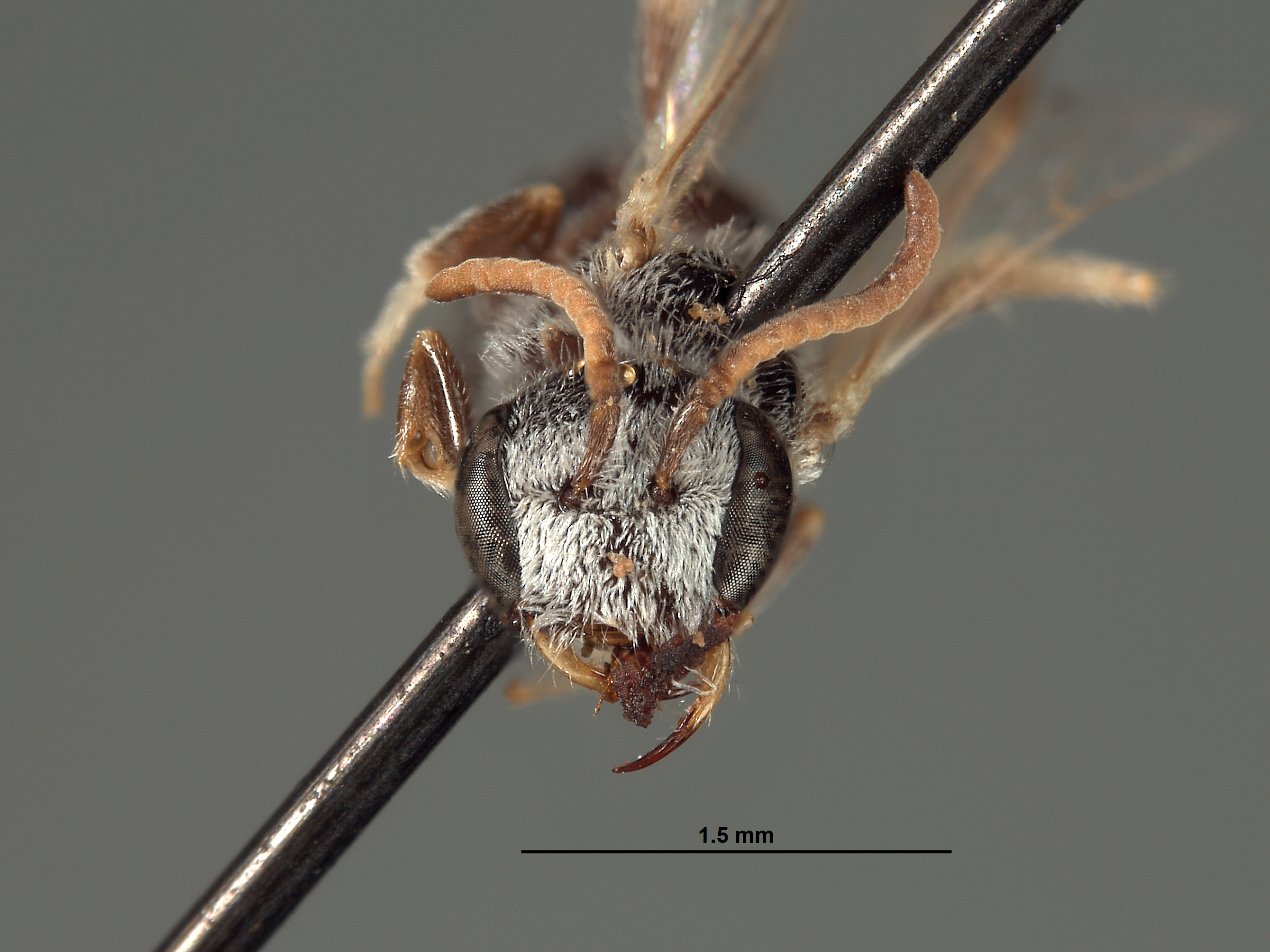 Halictus chionocephalus image