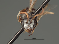 Halictus chionocephalus image