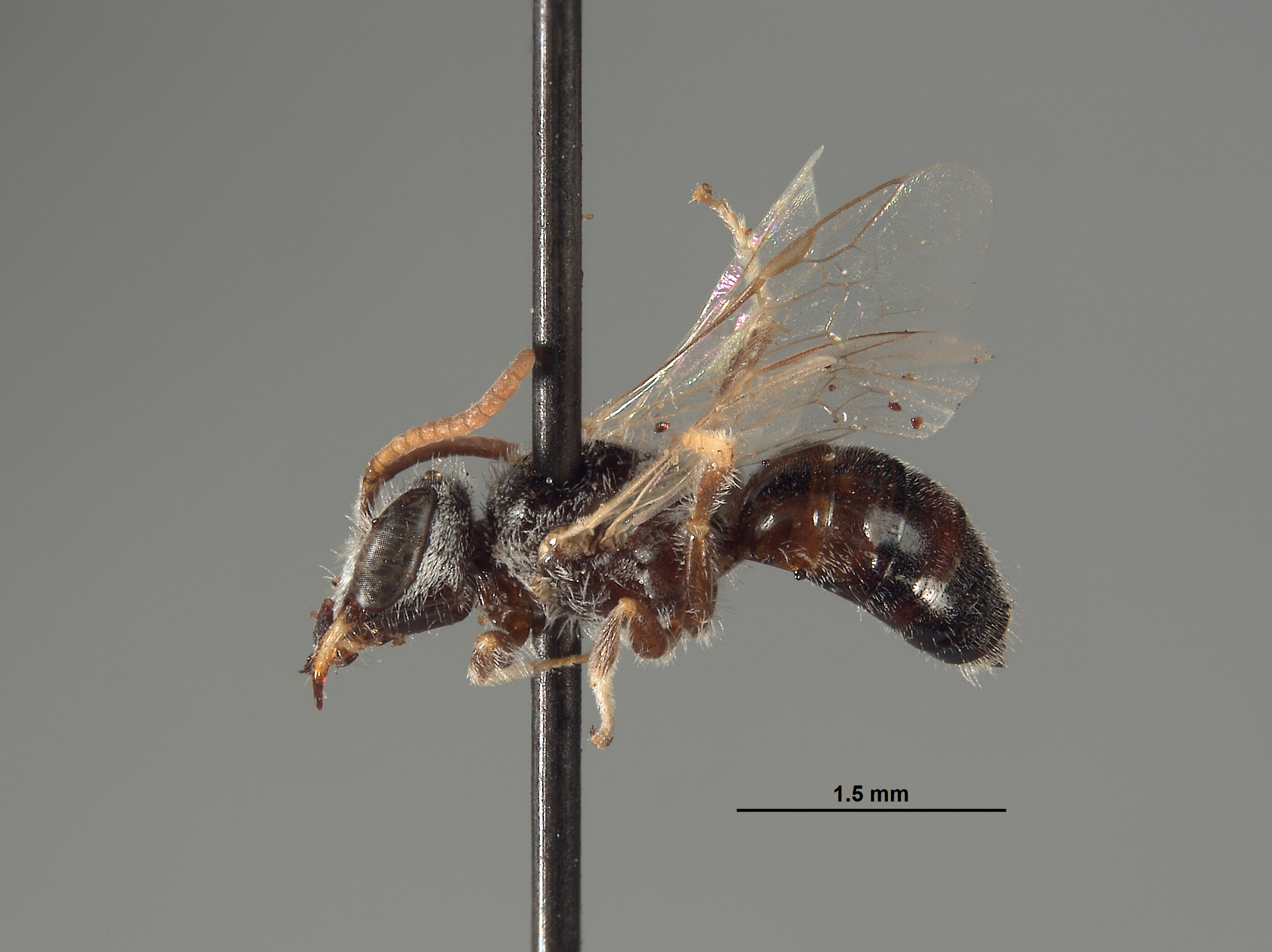 Halictus chionocephalus image