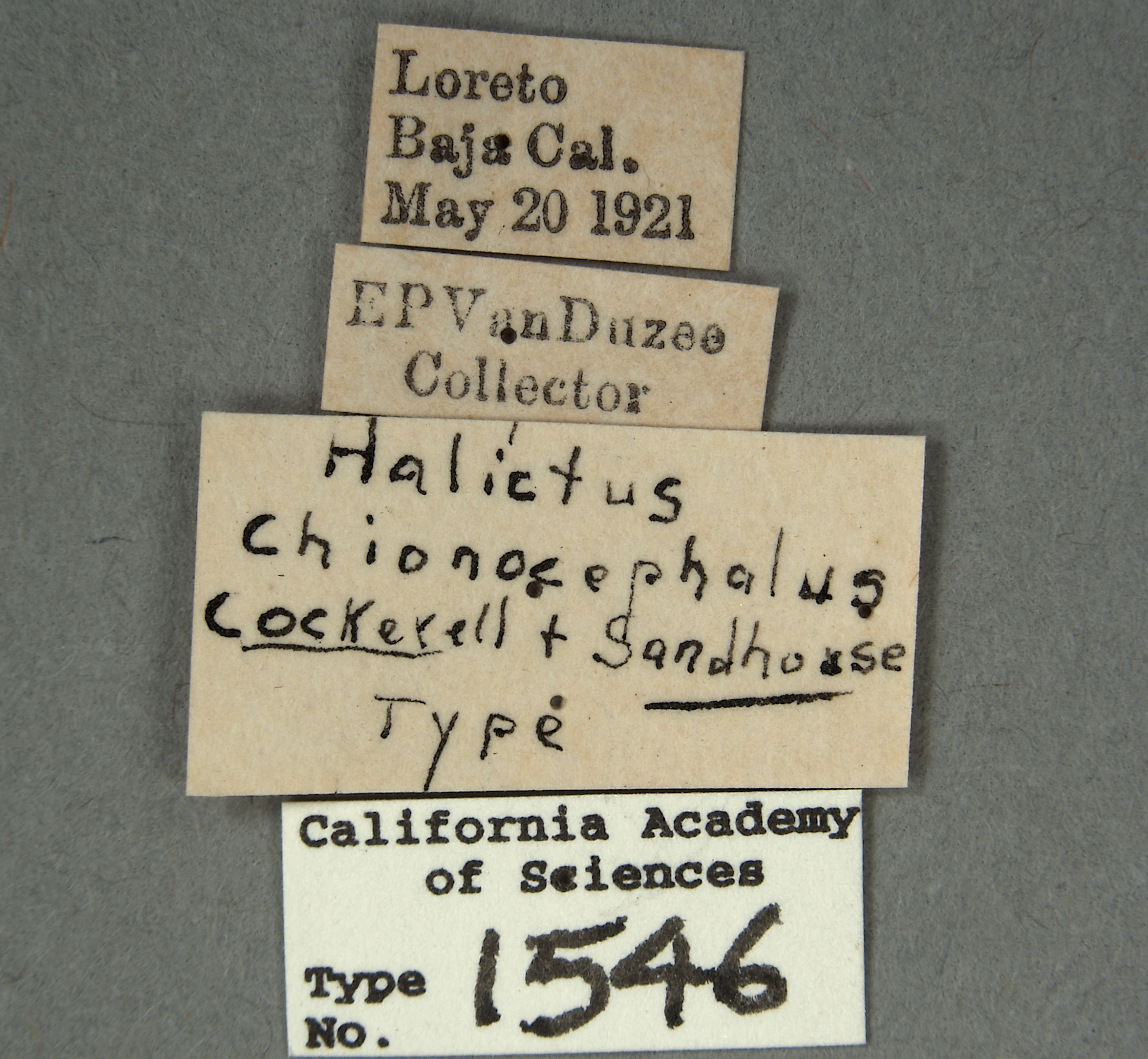 Halictus chionocephalus image