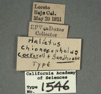 Halictus chionocephalus image