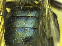 Osmia visenda image