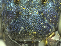 Osmia visenda image
