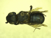 Osmia visenda image