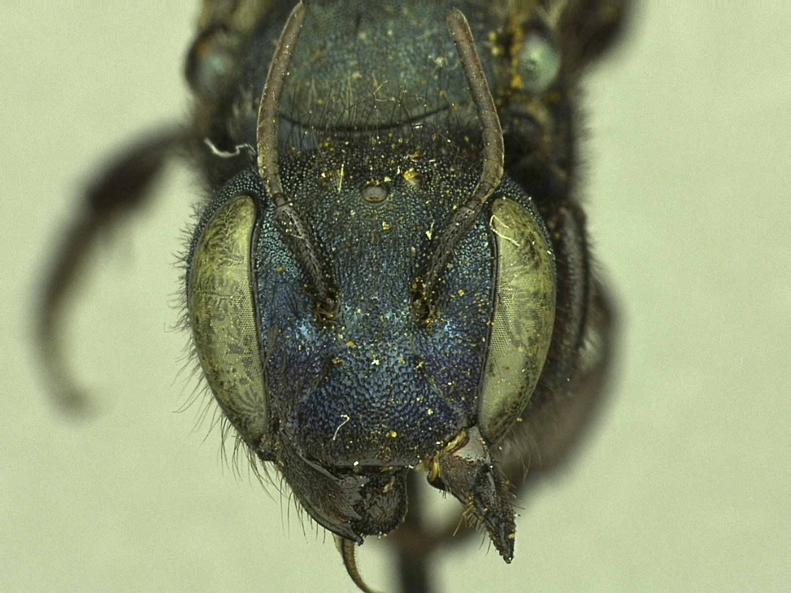 Osmia image