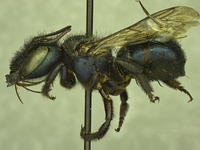 Osmia visenda image