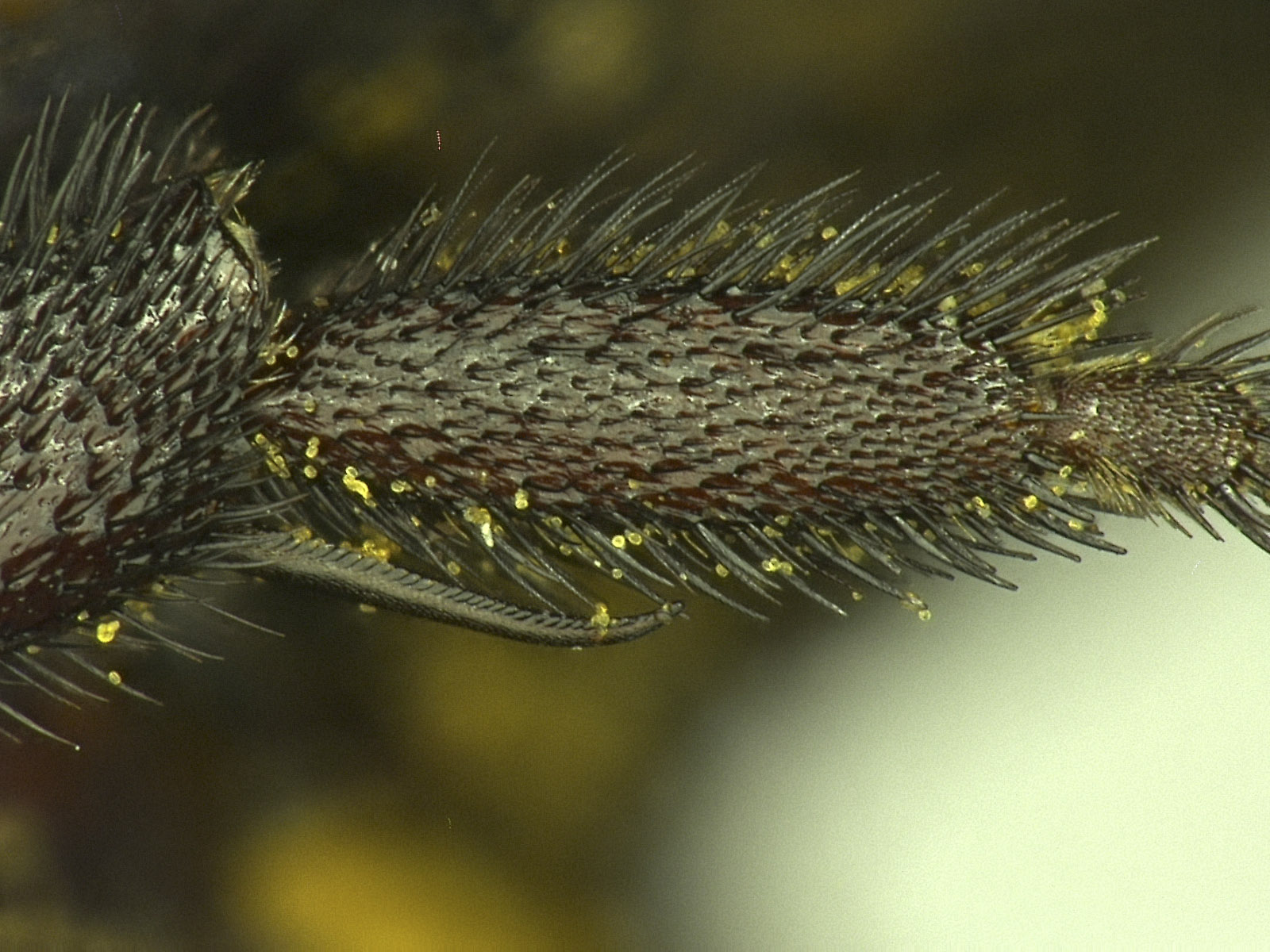 Osmia visenda image