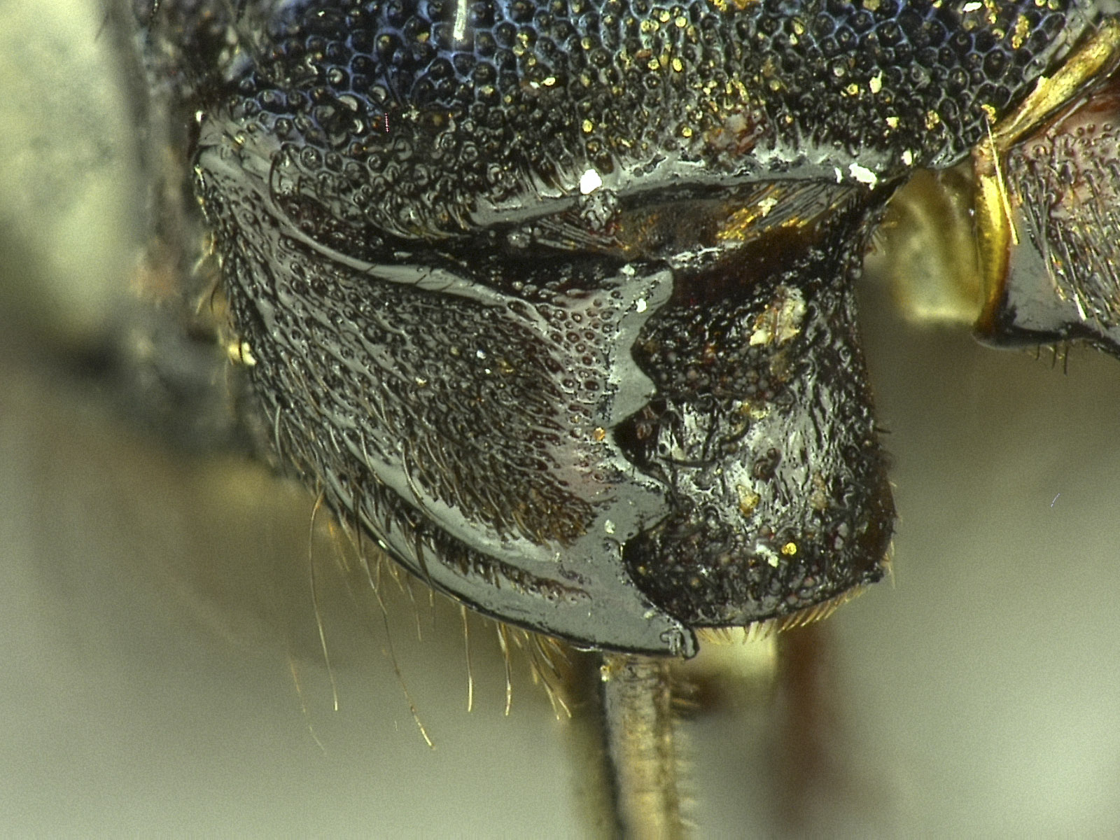 Osmia visenda image