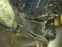 Osmia visenda image