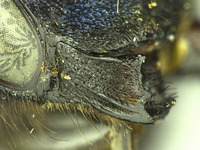 Osmia visenda image