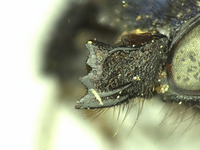 Osmia visenda image
