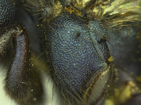 Osmia visenda image