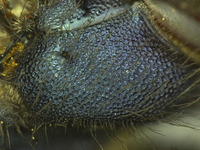 Osmia visenda image