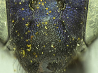 Osmia pellax image