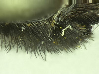 Osmia pellax image