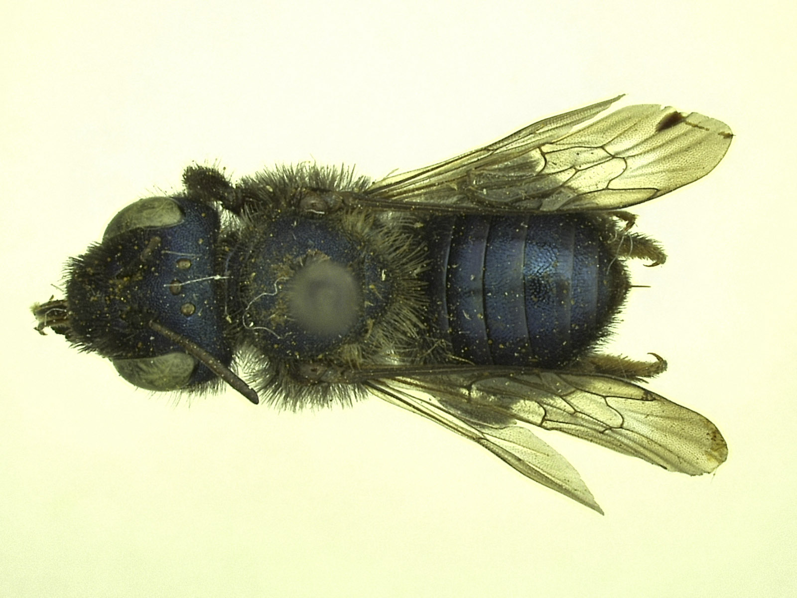 Megachilinae image