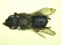 Osmia pellax image
