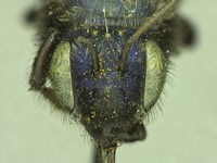 Image of Osmia pellax