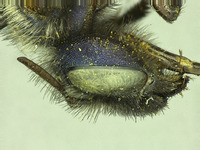 Osmia pellax image