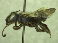 Osmia pellax image