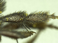 Osmia pellax image