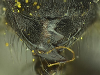 Osmia pellax image