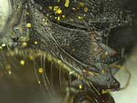 Osmia pellax image
