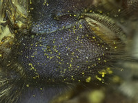 Osmia pellax image
