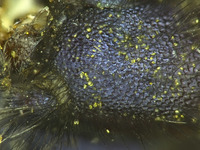 Osmia pellax image