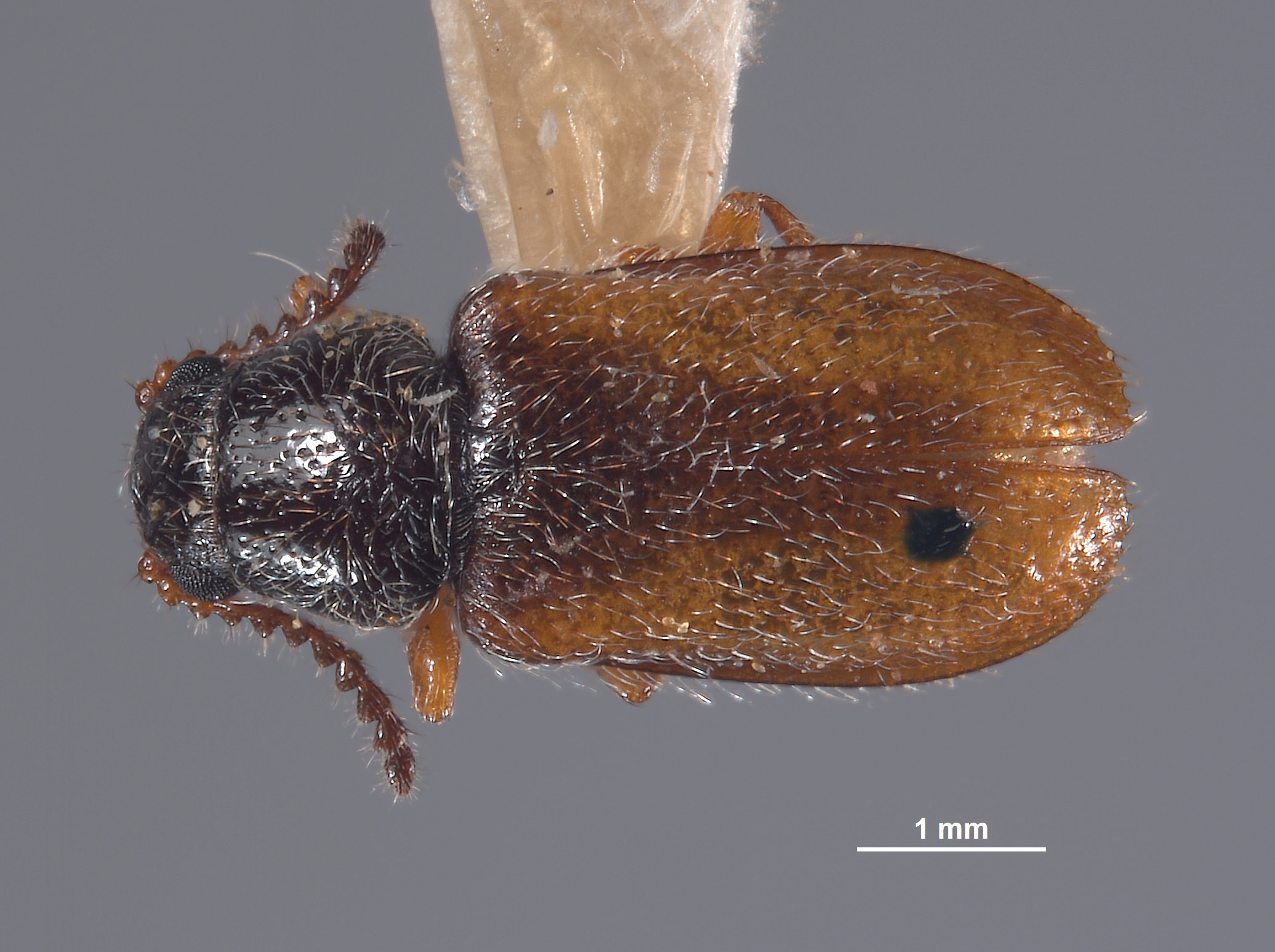 Asydates puncticeps image