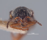 Asydates puncticeps image