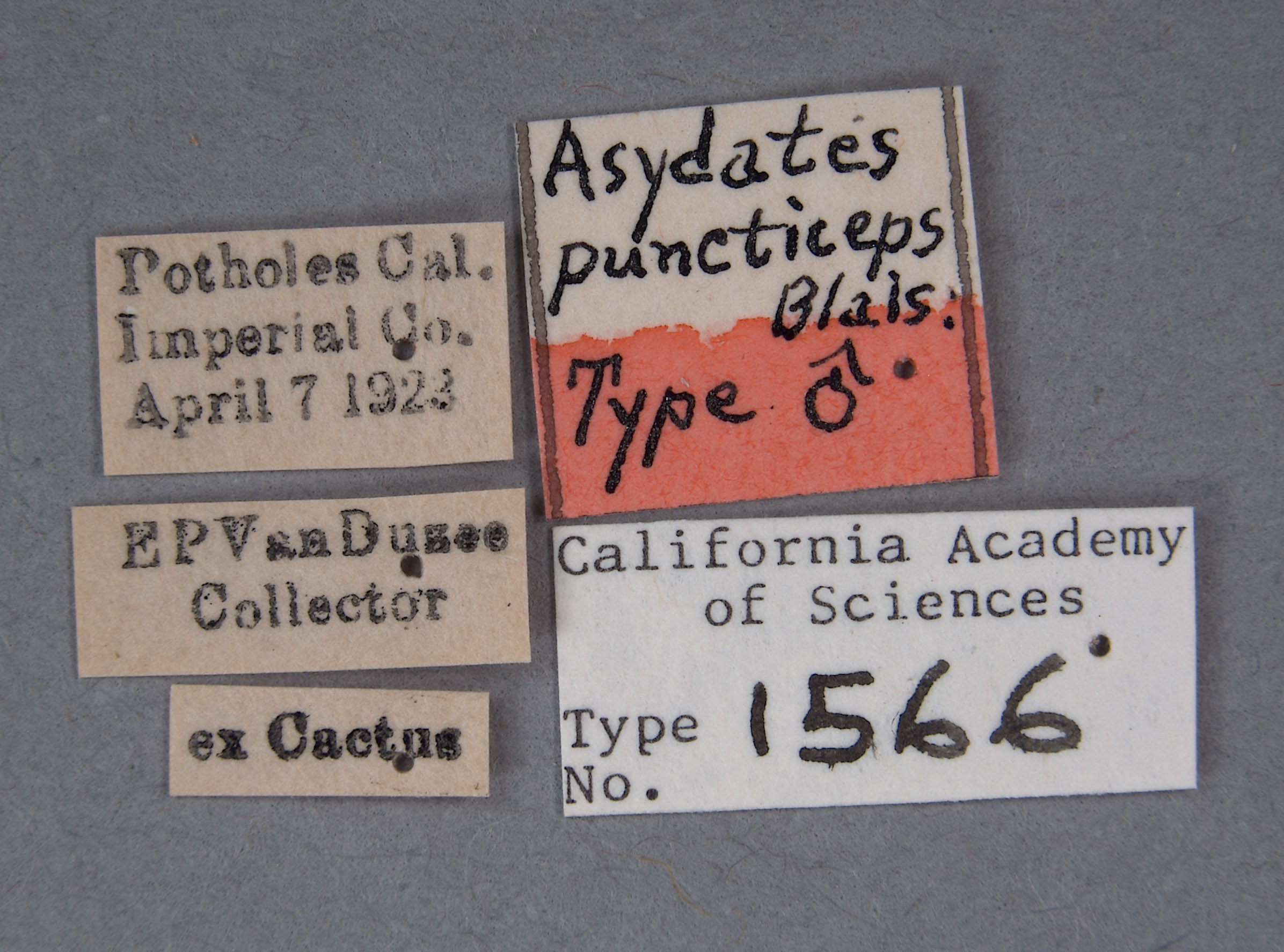 Asydates puncticeps image