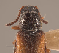 Asydates puncticeps image