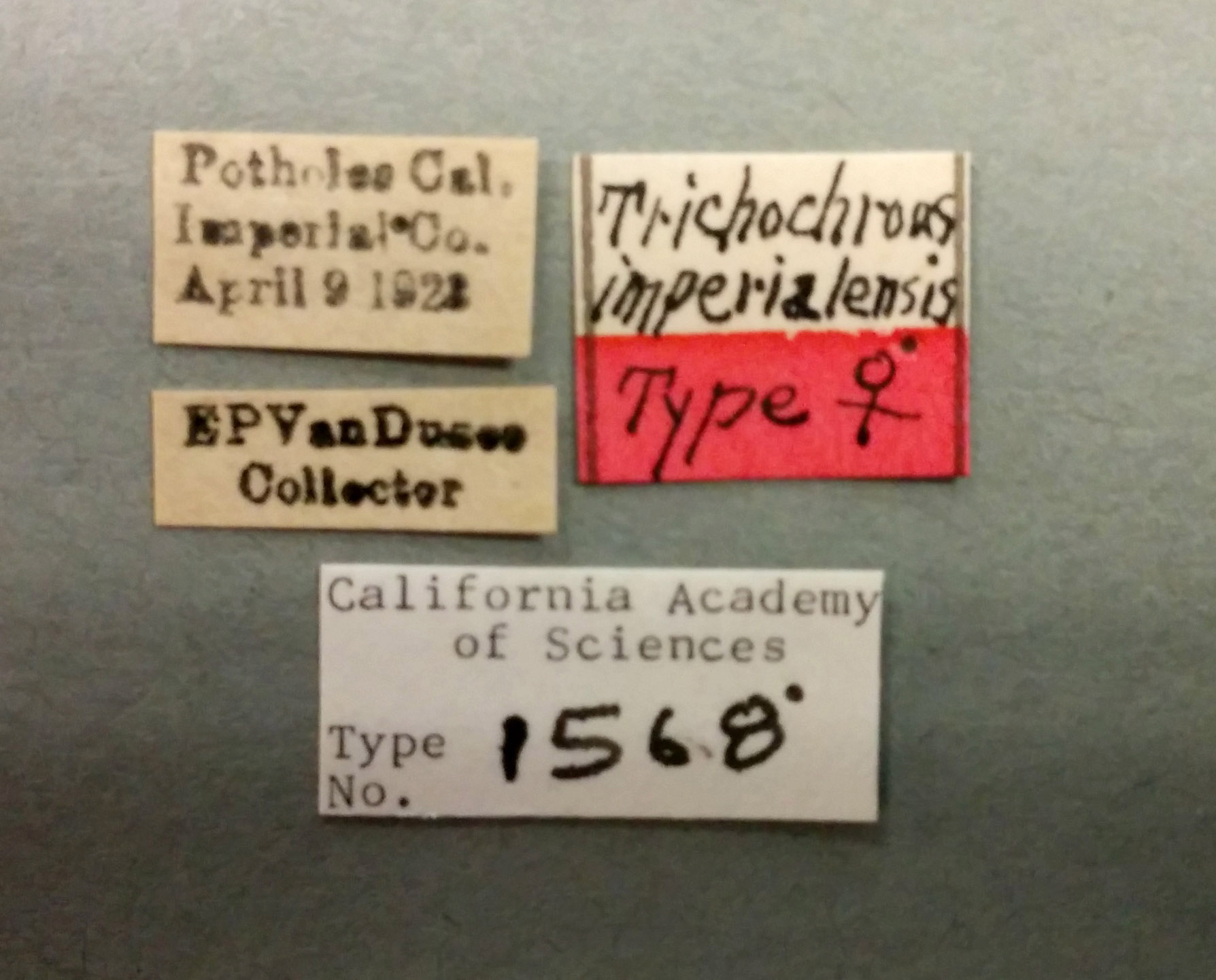 Trichochrous imperialensis image