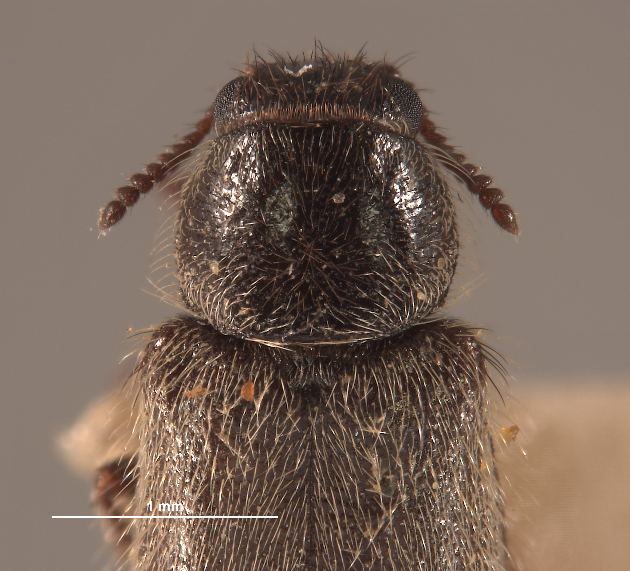 Trichochrous imperialensis image