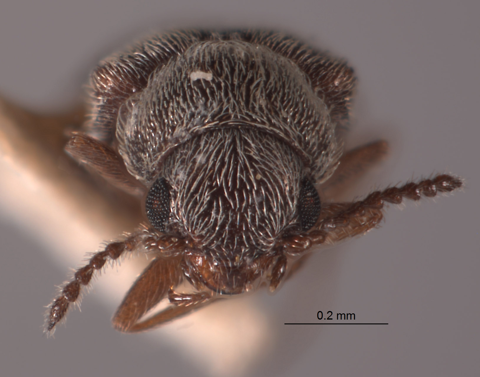 Dasytastes leopardus image