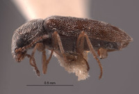 Dasytastes leopardus image