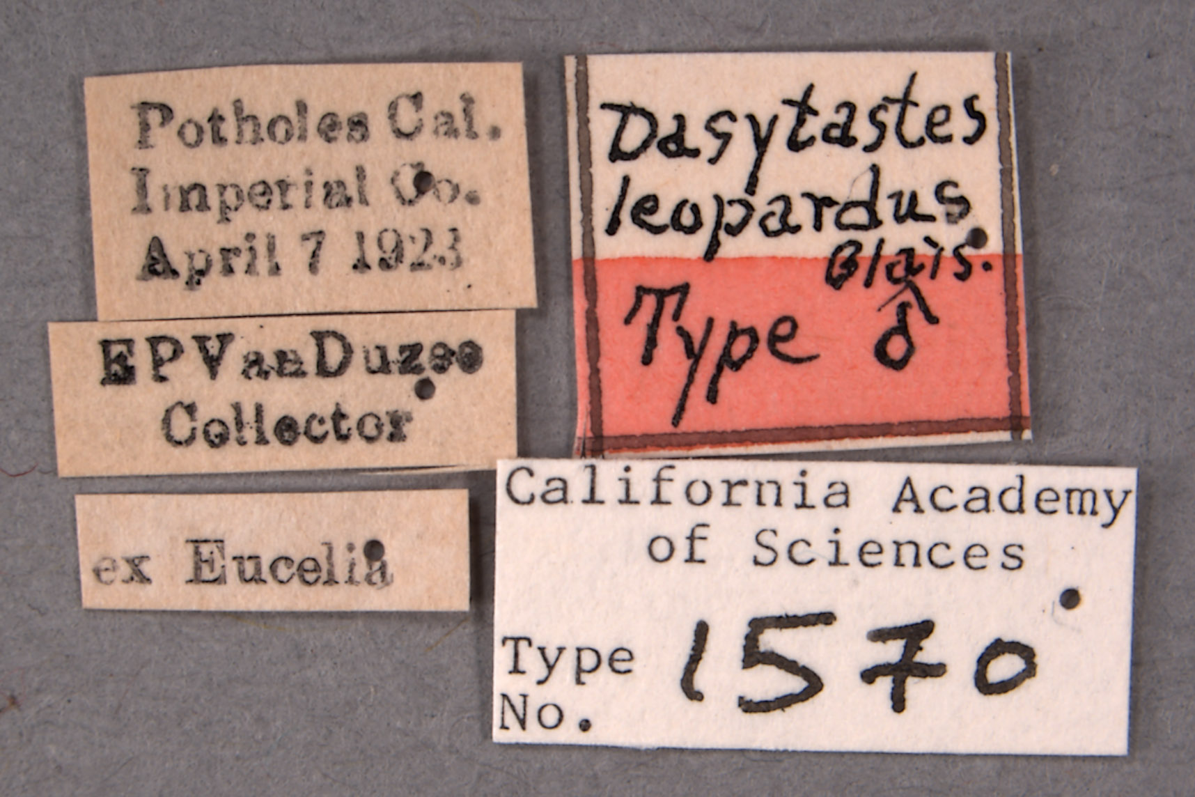 Dasytastes leopardus image