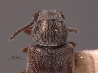 Dasytastes leopardus image