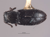 Listrus minutus image