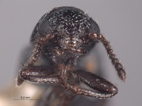 Listrus minutus image