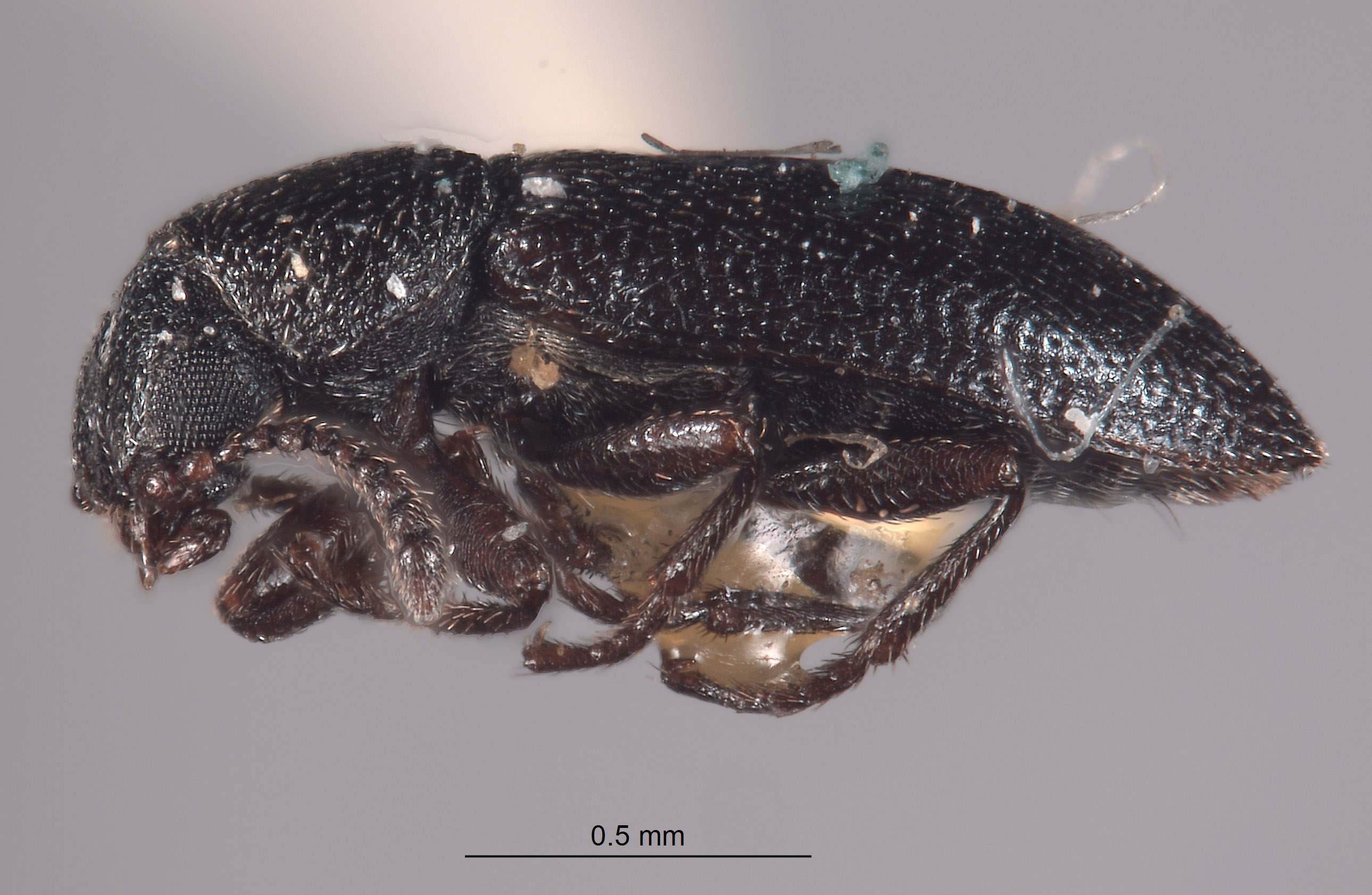 Listrus minutus image