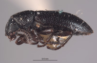 Image of Listrus minutus